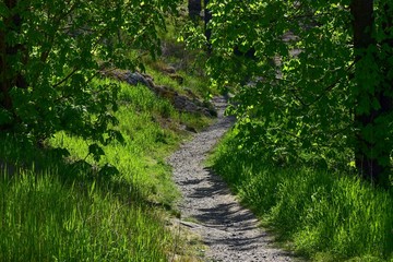 Obraz premium Spring landscape with forest path.
