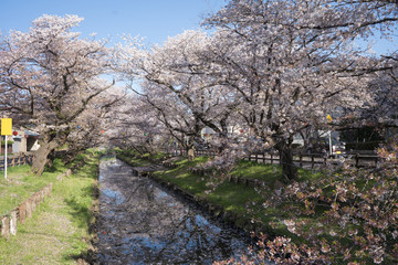 Obraz premium Japanese cherry blossom viewing spots in Kawagoe, Saitama, Japan 