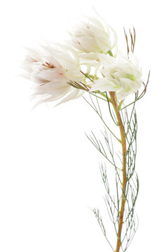 セルリア フロリダ Images Browse 4 Stock Photos Vectors And Video Adobe Stock