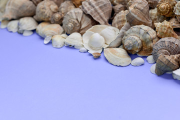 Creative flat lay concept of summer travel vacations. Top view of various kinds seashells on purple background. Copy space in minimal style, template for text