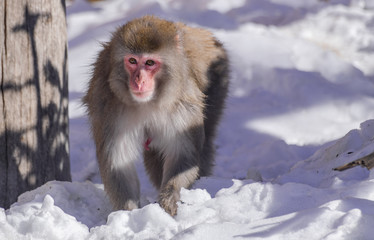 Female japanese macaque (macaca fuscata), walking on the snow with sunlight