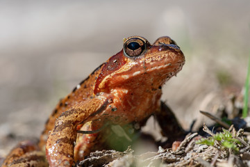 Close view of a colorful frog in sunlight