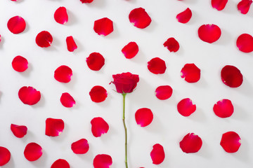 Heart of red rose petals on white background.