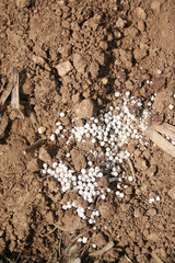 White fertilizer on a agricultural field in springtime