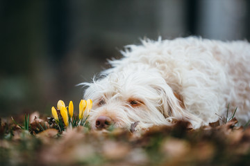 Hund Mischlingshündin im Frühling mit Krokussen