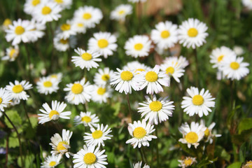 Fototapeta premium Common daisies background. Bellis perennis flowers in springtime