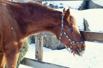 portrait of red stallion
