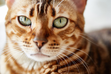 cat bengal