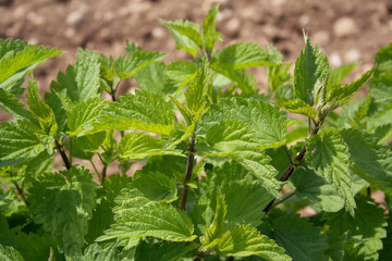 Nettle plants under sunlight  growing in countryside. Urtica doica 