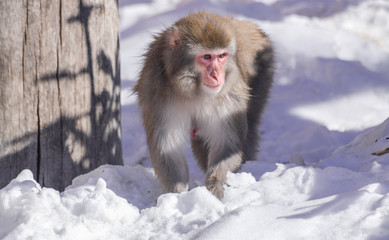 Female japanese macaque (macaca fuscata), walking on the snow with sunlight