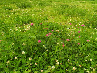 Fototapeta premium アカツメクサとシロツメクサ咲く野原風景