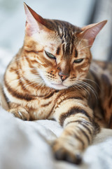 cat bengal