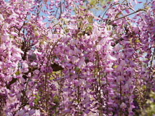 藤の花