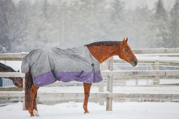 red horse in horsecloth standing near fence during snowfall