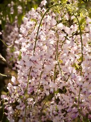 Fototapeta premium 藤の花
