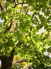 森の中のミノムシ