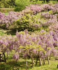 見渡す限りの藤の花