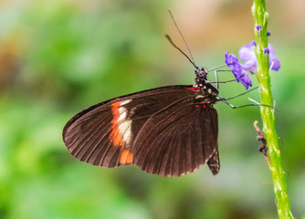 Obraz na płótnie Canvas Postman butterfly (Heliconius melpomene), in a green stem with a violet flower