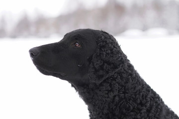 The portrait of a black curly coated Retriever dog posing outdoors in winter