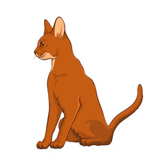Abyssinian Cat. Sitting Cat. Cat on a white background. Stock Vector Illustration