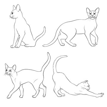 Abyssinian Cat. A linear drawing of cats on a white background. Stock Vector Illustration