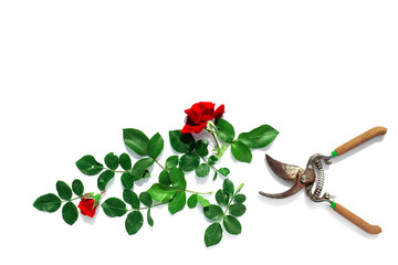 A garden pruner, flowers rose and green leaves isolated on a white background. Pruning plants in...