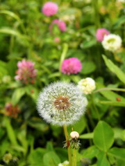 野原の蒲公英の綿毛とアカツメクサ