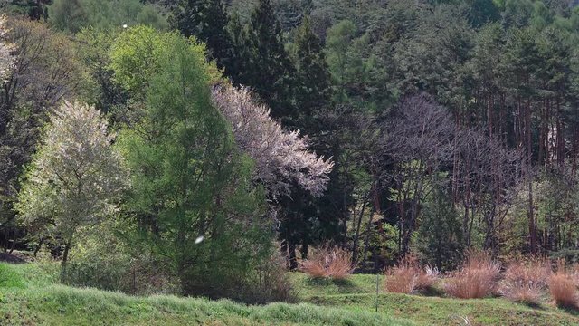 桜吹雪のスローモーション