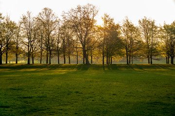 Silhouette Sunrise through a line of trees in the gree park.