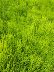 畑の畔に茂る杉菜