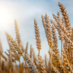 Wheat field. Gold mustache wheat or rye. Complete grains close-up.