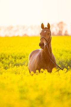 Pferd im rapsfeld, wunderschöner brauner Wallach steht im gelben blühenden Rapsfeld, aufmerksamer wacher Blick, Dressurpferd