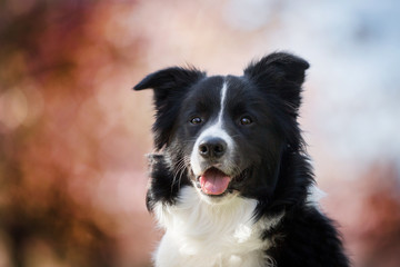 Fototapeta premium Hund Rassehund Border Collie Rüde Porträt