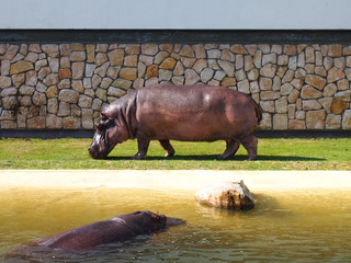 Hipopotamy - obrazy, fototapety, plakaty