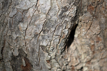 The textured surface of the bark of the old perennial deciduous tree