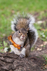 Vertical shot of funny city grey squirrel with startled expression seen holding large barbecued rib in its tiny paws, Montreal, Quebec, Canada