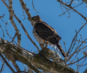 hawk on a tree