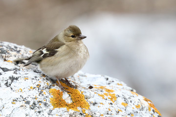 chaffinch is a migratory bird