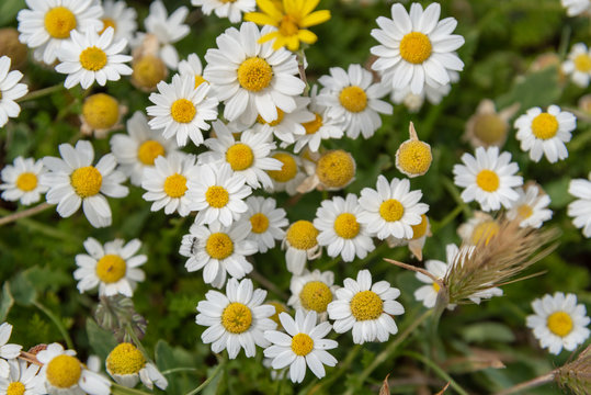 Margeriten Blumen