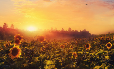 Colorful Sky Glowing in Sunlight over the Sunflower Field under Sunshine