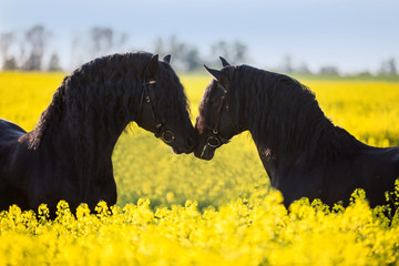 zwei Schwarze wunderschöne Pferde im Raps Friesen Hengst und PRE Hengst schnuppern im Feld mit...