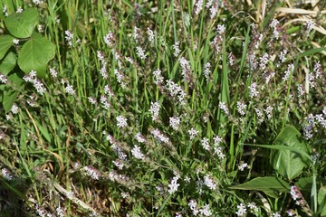 Small-flower catchfly (Silene gallica)