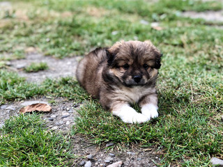 a cute puppy lying on grass