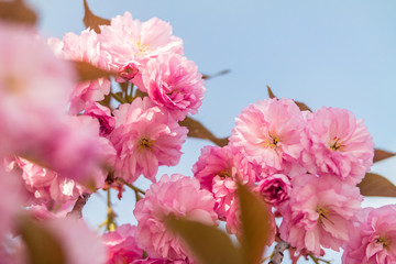 Sakura. Cherry blossom against blue sky in springtime.