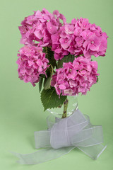 pink hydrangea flowers over green background
