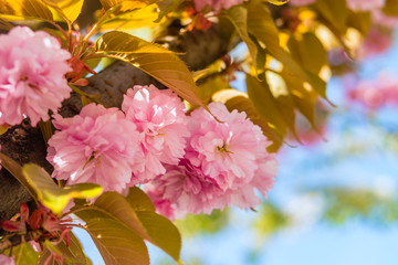 Sakura. Cherry blossom against blue sky in springtime.