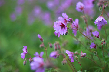  flowers in the field after the rain on a blurred background with drops of dew on the petals