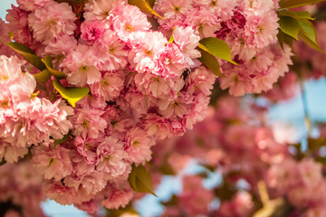 Sakura. Cherry blossom against blue sky in springtime.