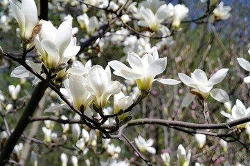 White Magnolia flowers, blooming, nature, park.