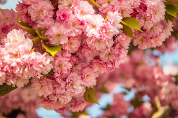 Sakura. Cherry blossom against blue sky in springtime.